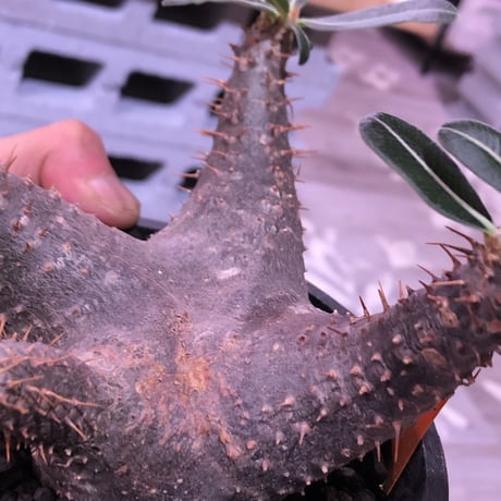 packypodium    cactipes《M size》発根済み株‼︎ 男前 blackカクチ‼︎