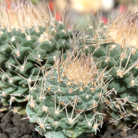 strombocactus 白棘菊水 4分頭《Lsize》※littmon seed株※現地球株と比べ生育は早く例年開花も楽しめる美樹形な一株‼︎※black bowl pot植え