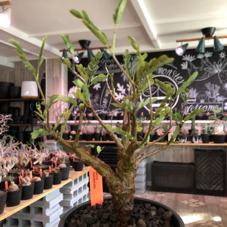 senna  meridionalis《 小さめM size》※現地球発根済株※大変幹の色が濃く、特化した肌質のセンナ‼︎上品＆綺麗な逆になきサイズ感‼︎※オススメ株※mad black pot植え