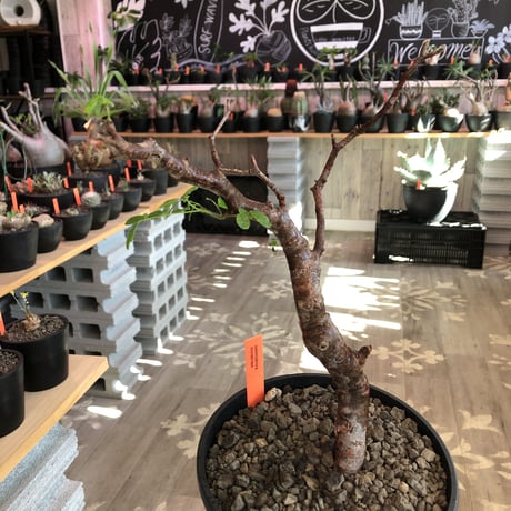 commiphora   monstrosa《 小さめM  size》※現地球発根済株※店主国内管理2年株※weight低く樹形バランス良きモンスト‼︎※black tall pot植え
