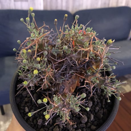 othonna   euphorbioides《M  size》mad black pot植え　極太幹&極美株‼︎  店主管理４年株