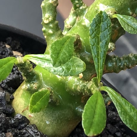 希少‼︎dorstenia gigas《小さめL  size》littmon  seed🌱9年株※極太ぼってり株元に良枝振りなリトモン渾身の一株※mad black pot植え