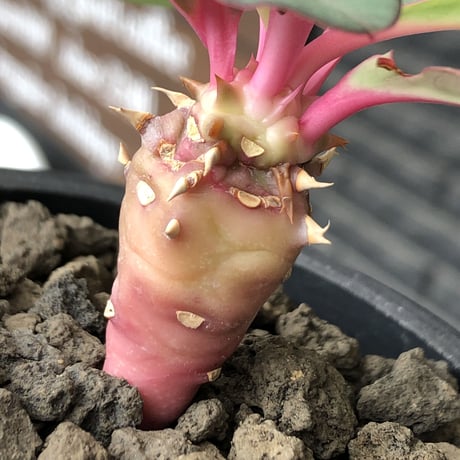 euphorbia viguieri《S size》※現地球株発根済※小振りでピンクカラーが可愛すぎる一株‼︎※mad black pot植え