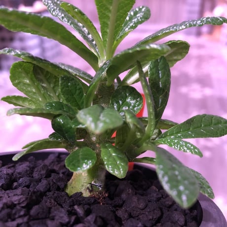 希少 dorstenia   gigas《S size》littmon  seed🌱　良い枝ぶりの将来有望ギガス‼︎※mad black pot植え！リクエスト追加補填２株
