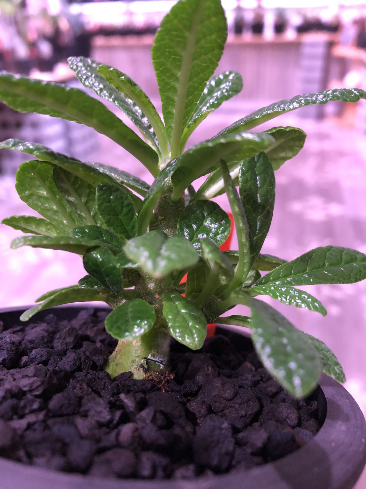 希少 dorstenia gigas《S size》littmon seed🌱 良い枝ぶ