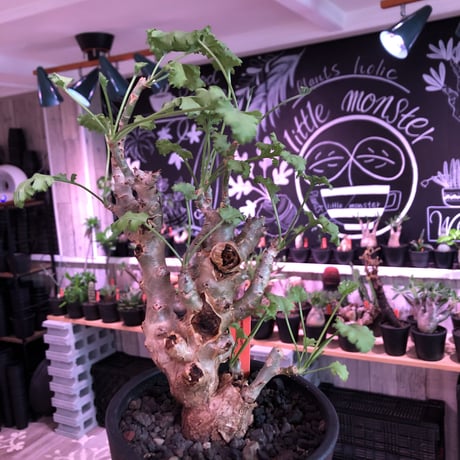 pelargonium   crithmifolium《L size》※塊根部分から芽吹き年々樹形がボコボコと変化しギザギザ葉も可愛い冬型 ※mad black pot植え