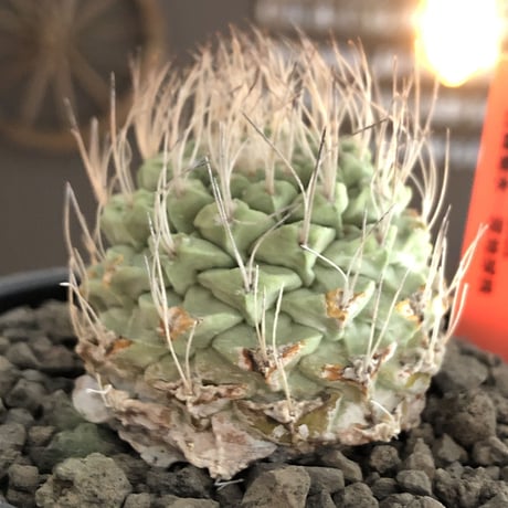 strombocactus 白棘菊水《M size》激希少‼︎現地球発根後店主国内管理13年株※味深さ&美しい樹形balanceな堪らない装い※mad black bowl pot植え