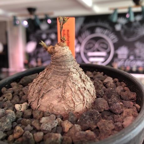 euphorbia subapoda《M size》※枝成長過程から育てる事ができ、ぼってり株で可愛いながらも特に肌質荒い小振りでもvintage感強き一株※mad  black bowl pot植え
