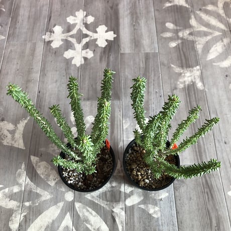 ceraria   namaquensis《L size》