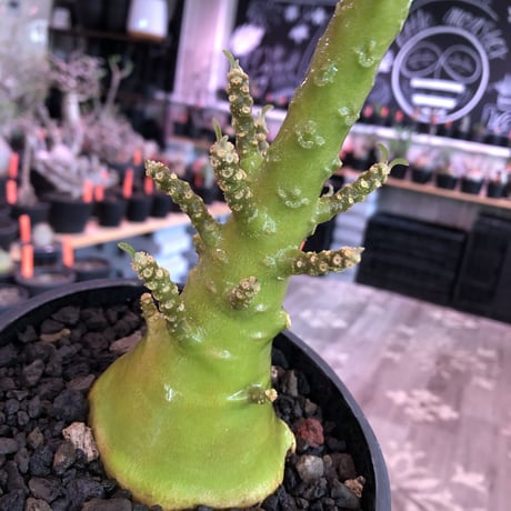 希少‼︎dorstenia   gigas《極太LL size》※発根済株※極太ぼってり株元&幹にこのweightの低さが堪らない最高品質な一株※mad black bowl pot植え