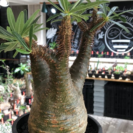 pachypodium gracilius《L size》※現地球株発根済※大きめで全方位A面な樹形バランス＆枝振りも抜群なgreen肌‼︎※black bowl pot植え