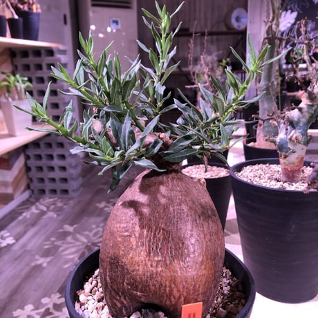 packypodium   bispinosum《M  size》