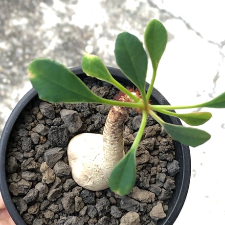 euphorbia ramena《M size》※現地球株発根済※ぽっこり丸み強き株元＆絶妙に捻くれた枝振りバランスが愛らしいラメナ※black bowl pot植え