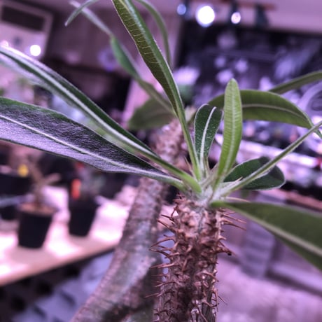 pachypodium  gracilius《M size》※現地球株  発根済み株‼︎  （限定1株）バランスの取れた手乗りサイズ　※mad black pot植え
