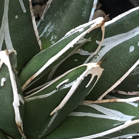 agave  笹の雪《大きめS size》※現地球発根後店主国内管理1年株※小振りでも締まり良き育て甲斐ある一株※mad black pot植え