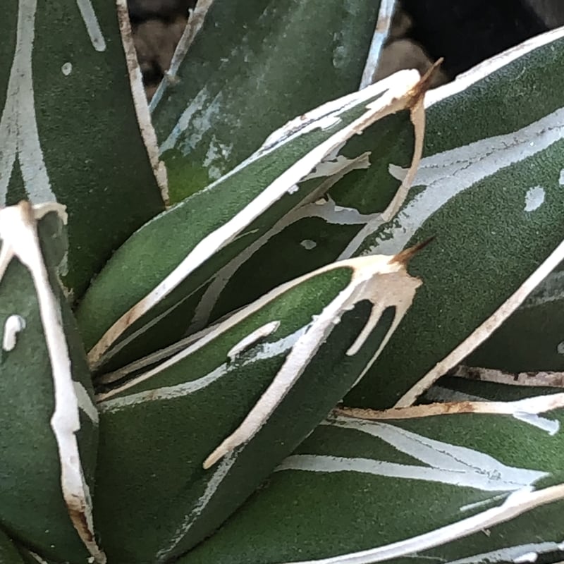 agave 笹の雪《大きめS size》※現地球発根後店主国内管理1年株 agave 笹の雪《大きめS size》※現地球発根後店主国内管理1年株