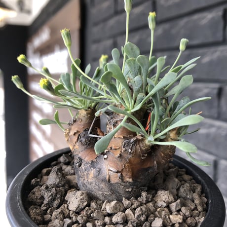 othonna  euphorbioides《M size》※現地球発根後店主国内管理3年株※株元は太く綺麗目肌の持ち主‼︎※mad black pot植え