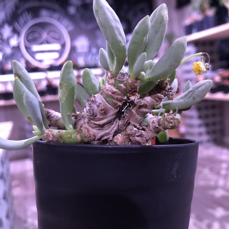 othonna   clavifolia《M size》