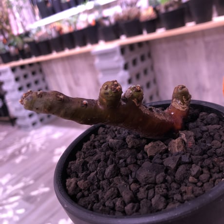 sarcocaulon   multifidum  《size S》mad  black bowl  pot植え