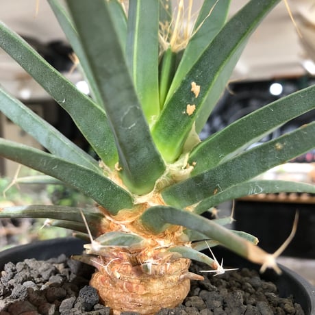 leuchtenbergia principis 晃山《L size》※現地球大株カキ仔発根済※どっしり構えの極太株‼︎育ちと共により味深くなり強靭で育てやすい一属一種※black pot植え