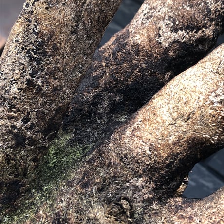 xerophyta trichophylla《S size》※現地球発根後店主国内管理2年株※驚愕強靭株※太く良枝振りな一株※mad black pot植え