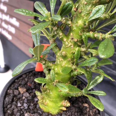 希少‼︎dorstenia gigas《小さめL  size》littmon  seed🌱9年株※極太ぼってり株元に良枝振りなリトモン渾身の一株※mad black pot植え