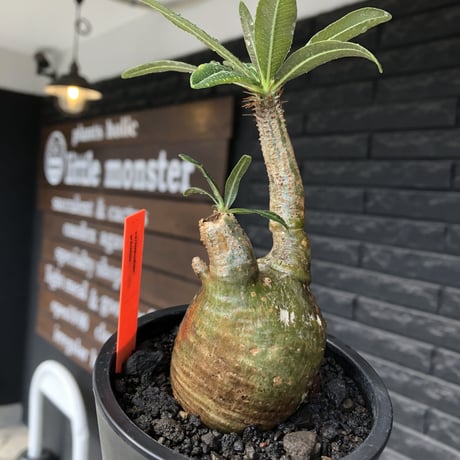 pachypodium gracilius《S size》極green肌&ぼってり樹形※現地球発根後店主国内管理2年株※丸み強く絶妙な捻くれ枝振りも愛くるしい一株※mad black pot植え