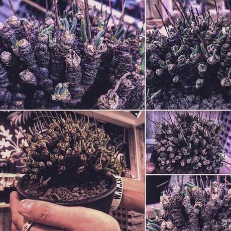 monilaria   pisiformis《L size》激希少群生株  Instagram post株　※冬型caudex‼︎   ※mad black pot植え