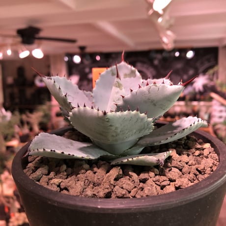 agave  pygmaea  dragon toes《M  size》※発根済株※店主国内管理2年株※良きcolor良きサイズ感‼︎極美オススメ株※mad black pot植え※限定2株
