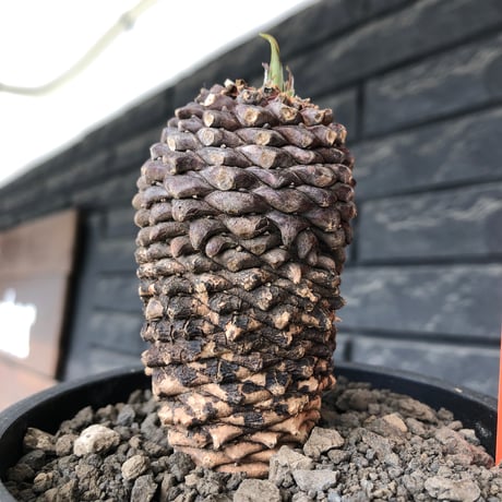 euphorbia bupleurifolia《小さめL size 》※現地球発根後店主国内管理5年株※可愛さカッコよさの二面性＆下部木質化の味深き一株※mad black pot植え