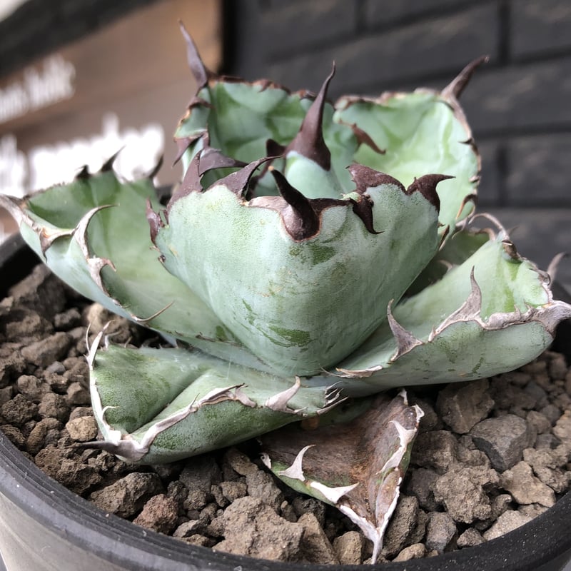 agave titanota black&blue 強棘《M size》選抜株※現地球株発根済 agave titanota black&blue 強棘《M size》選抜株※現地球株発根済