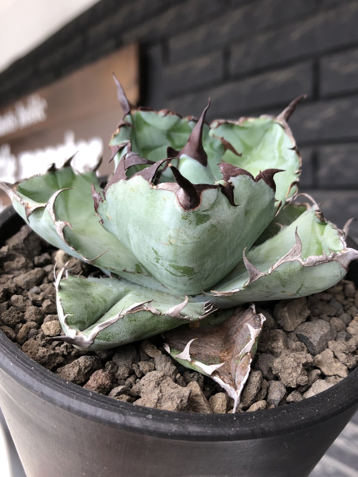 agave titanota black&blue 強棘《M size》選抜株※現地球株発根済...