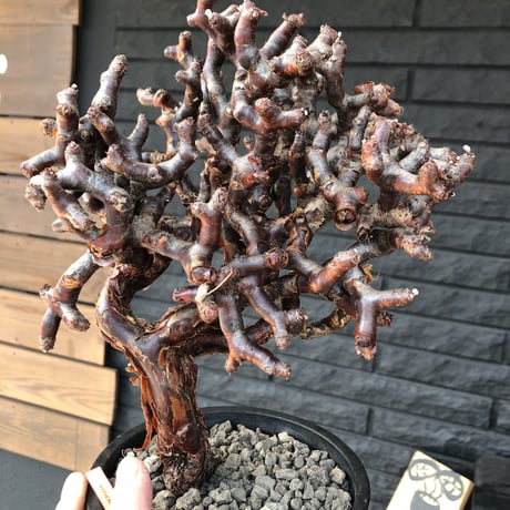 pelargonium  mirabile《L L size》※国内7年  店主管理株  幹上がり仕立てのpremiumミラビレ🌱  ※mad black pot植え
