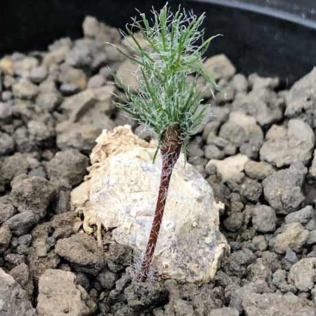 eriospermum dregei《M size》驚愕‼︎冬型激希少種※現地球発根後店主国内管理5年株※まず出回らない現地球株‼︎ビッグサイズ立体塊根＆極美しい葉※mad black pot植え