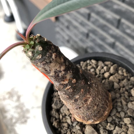 euphorbia  pachypodioides《M size 》※現地球発根後店主国内管理3年株※ボコボコ肌にcompactな良樹形‼︎人気者な一株※mad black pot植え