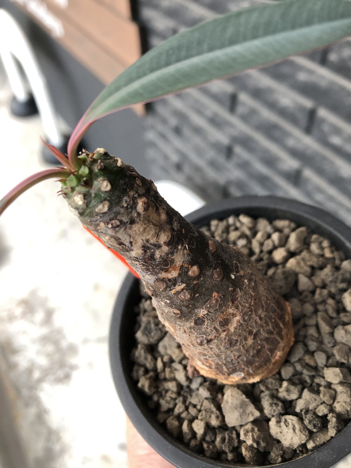 euphorbia pachypodioides《M size 》※現地球発根後店主国内管理