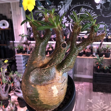 pachypodium  gracilius《大きめL size》※現地球発根済株※店主国内管理4年株※右サイド&正面の激しい現地焼けと最高枝振りに撃沈‼︎※mad black bowl pot植え