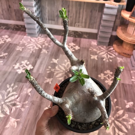 packypodium  gracilius  《L size》 ※Instagram post株   mad black pot植え  ※店主国内5年管理株 （限定1株）