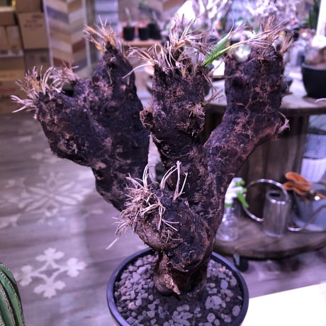 xerophyta  trichophylla《L L  size》※現地球発根芽吹き済※驚愕最強靭株‼︎今回は芽吹き済みのオブジェの様な良き樹形のキセロ※mad black pot植え　※超限定1株