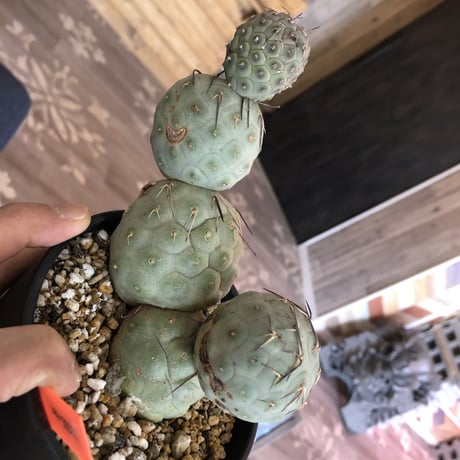 tephrocactus   geometricus《L  size》