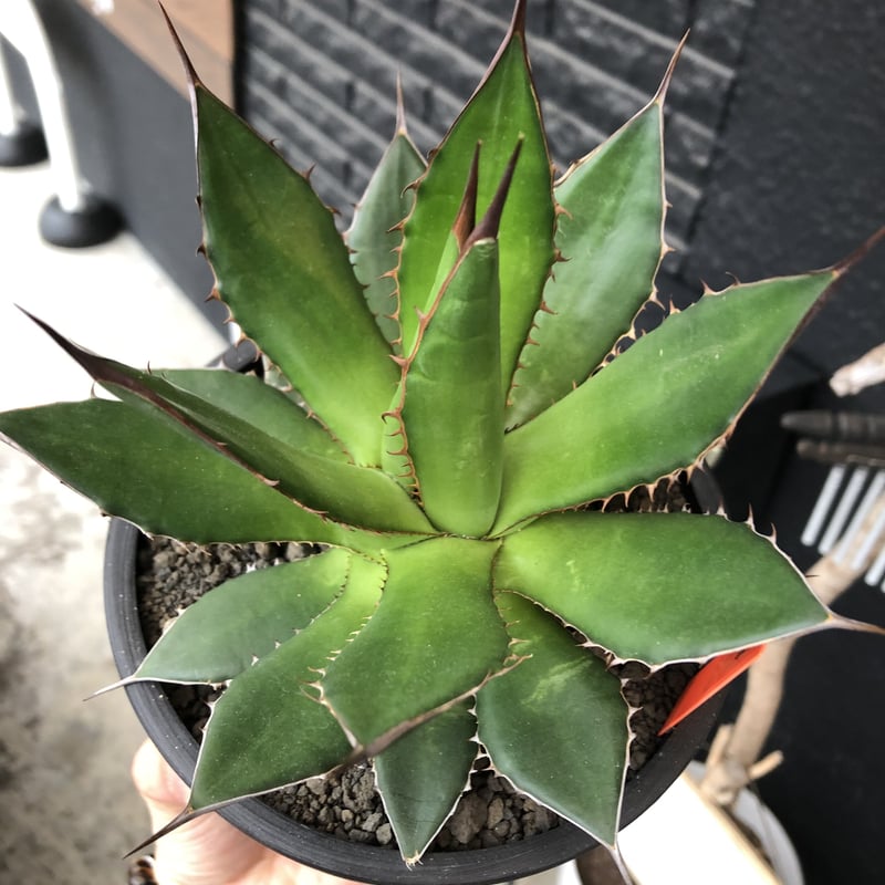 agave horrida《大きめM size》※現地球発根後店主国内管理2年株
