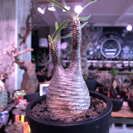 pachypodium  gracilius《S size》希少ニ頭枝美株※現地球発根済株※店主国内管理2年株※小振りでかわいい綺麗肌グラキ‼︎希少ニ頭枝選抜株※mad black pot植え
