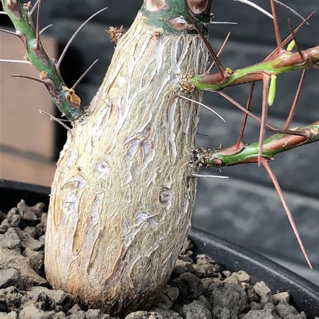 fouquieria  purpusii《L size》激希少大株‼︎※現地球発根済株※店主国内管理7年株※ビッグな壺型の最高品質‼︎昨今流通極少な渾身の一株‼︎※mad black pot植え