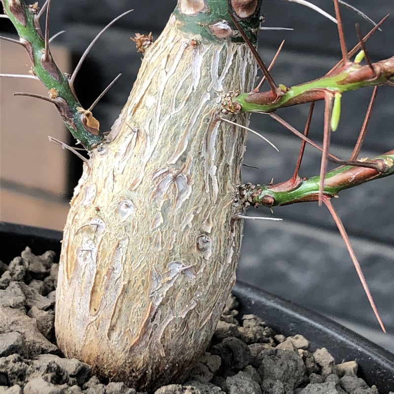 fouquieria purpusii《L size》激希少大株‼︎※現地球発根済株 fouquieria purpusii《L size》激希少大株‼︎※現地球発根済株