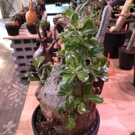 packypodium   saundersii（L L  size）※現地球発根済み株‼︎  ※木質化+超球体株の絶妙なtotal balance最高株‼︎※mad black bowl pot植え