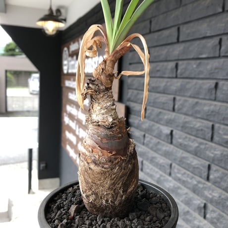 boophane   disticha  《M size》black肌※手乗りsizeな良き樹形なblack肌カラーが魅力※mad black pot植え