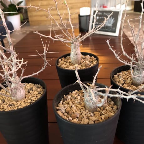 fouquieria    columnaris 観峰玉《S size》発根済み株