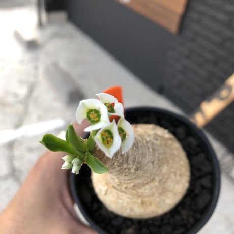 euphorbia    primulifolia  《花色  basic  white》
