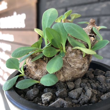 euphorbia  itremensis 《M size》※現地球発根後店主国内管理3年株※まん丸塊根で可愛くボコボコと変形しながら枝作りし変化も楽しめる一株※mad black pot植え