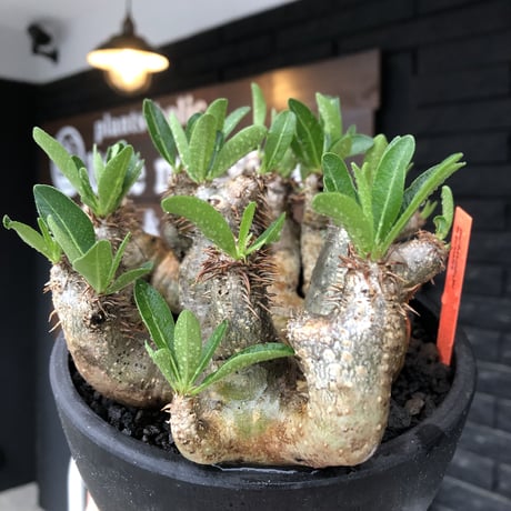 pachypodium brevicalyx《L size》※現地球発根後店主国内管理5年株※枝振り良く全体バランスも良きブレビらしい低重心※mad black bowl pot植え